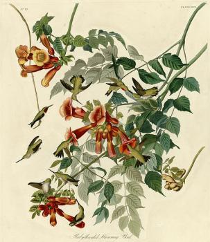 John James Audubon : Ruby throated humming bird